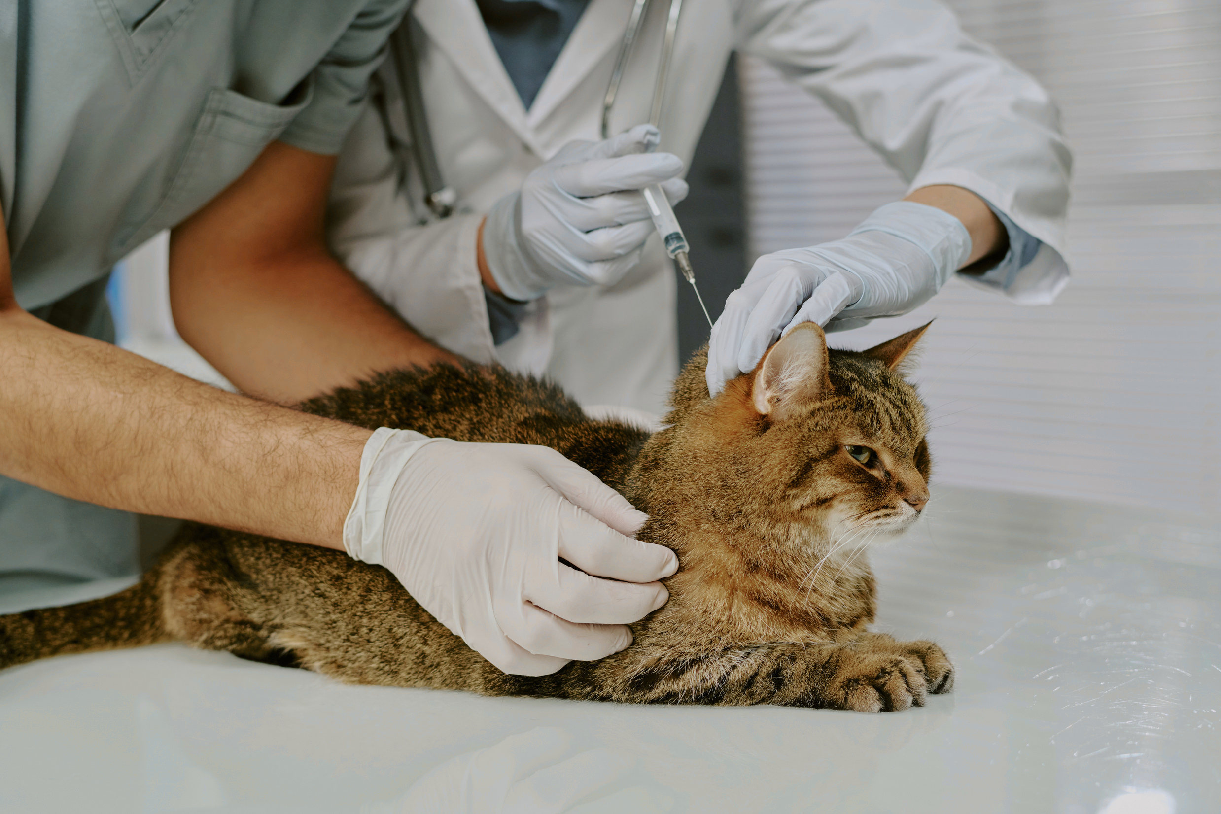 Atendimento veterinário